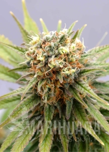 GSC - KANNABIA SEED