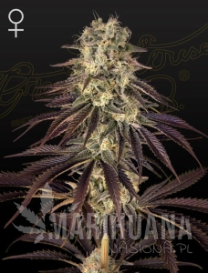 Kong's Krush - GREEN HOUSE SEEDS