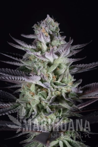 Blueberry Cookies - DINAFEM