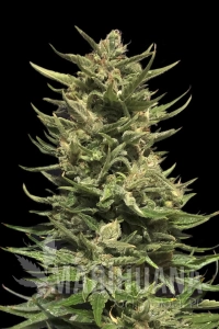 Kuban Doctor - KALASHNIKOV SEEDS