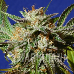 Gorilla Cookies - Original Sensible Seeds