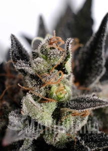 Lemon Haze Auto - KANNABIA SEED