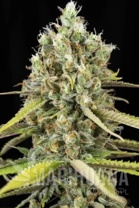 Lemon King - EVA SEEDS