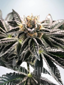 Mandarin Gelato - MINISTRY OF CANNABIS