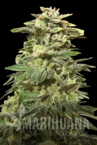 Siberian Harlequin - KALASHNIKOV SEEDS