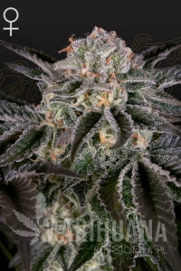 Wonder Pie - GREEN HOUSE SEEDS