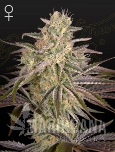 Cloud walker - GREEN HOUSE SEEDS