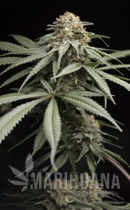 Sunrise Sherbert - HUMBOLDT SEED