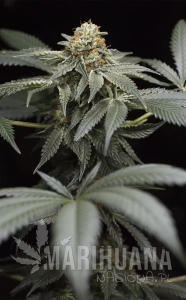 San Bacio Gelato - HUMBOLDT SEED