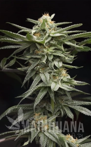 Lingerie - HUMBOLDT SEED