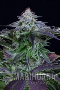 Dinamed Kush CBD Autoflowering - DINAFEM