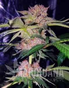 Mimosa Champagne - FEMALE SEEDS