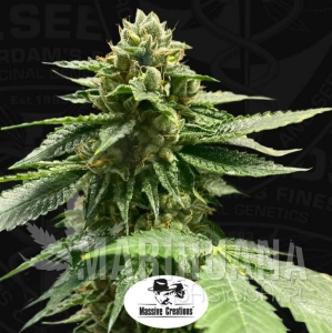 Melon Vader - T.H. SEEDS