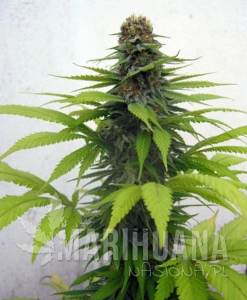 Candy Cream - SEEDSMAN