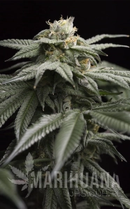 L.A. Gelato - HUMBOLDT SEED