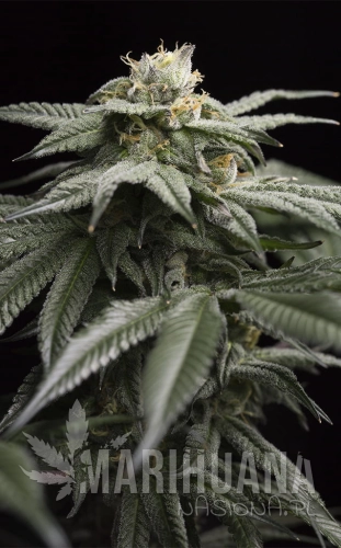 hs0203-la-gelato.jpg