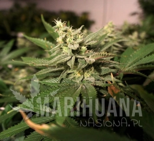 Mkage - T.H. SEEDS