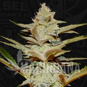 Stracciatella - T.H. SEEDS