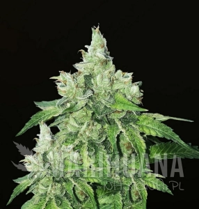 Citron Givre - T.H. SEEDS