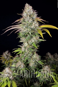 Underdawg OG - T.H. SEEDS