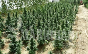 Auto Northern Hog - T.H. SEEDS