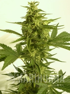 Auto Critical Hog - T.H. SEEDS