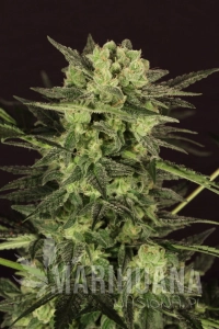 Auto Mk Ultra Kush - T.H. SEEDS