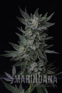 Auto Bubblegum - T.H. SEEDS