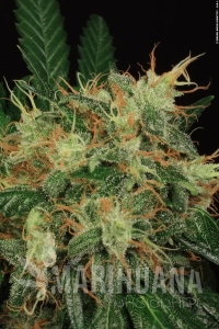 S.A.G.E. - T.H. SEEDS