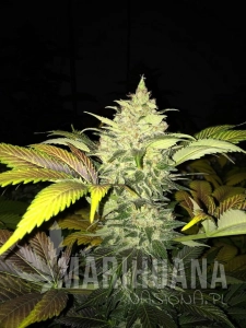 Roof 95 - T.H. SEEDS
