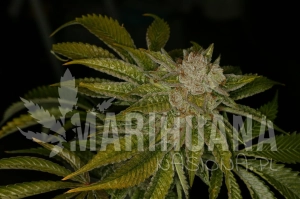 Mk Ultra Kush - T.H. SEEDS