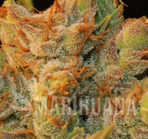 Mk Ultrabubble - T.H. SEEDS