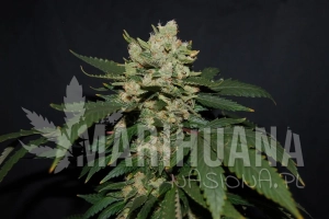M.O.B. - T.H. SEEDS