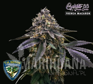 French Macaron - T.H. SEEDS