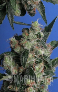Kushage - T.H. SEEDS