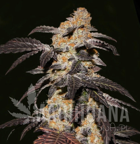 french-cookies-thseeds (1).jpg