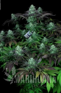 Darkstar Kush - T.H. SEEDS