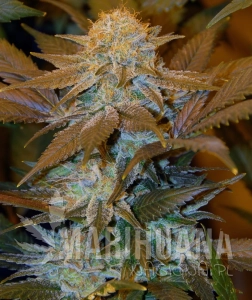 Critical Hog - T.H. SEEDS