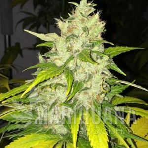 Chocolate Chunk - T.H. SEEDS