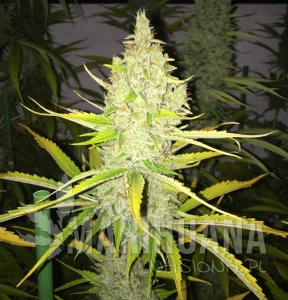 Chicle AKA Bubbledawg - T.H. SEEDS