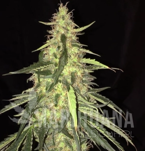 S.A.G.E. CBD - T.H. SEEDS