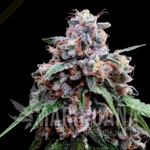 Lemon 18 - CROCKETT FAMILY FARMS.jpg