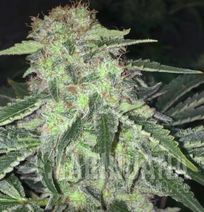 La S.A.G.E. CBD - T.H. SEEDS