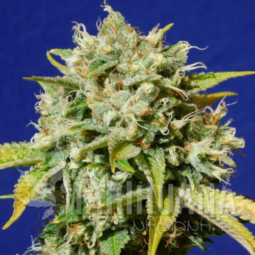 Sweet Peach Auto CBD.jpg