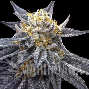 SSOG - CROCKETT FAMILY FARMS