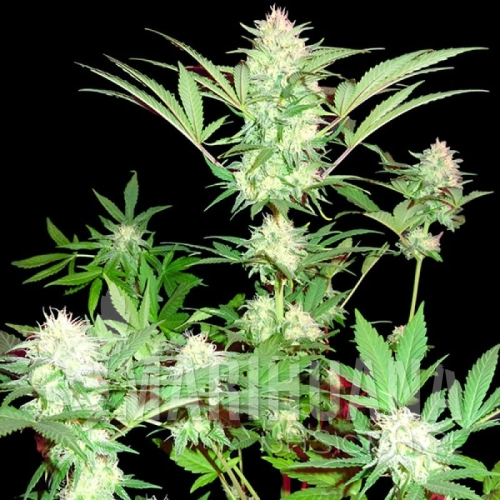 sms-goji-haze.jpg