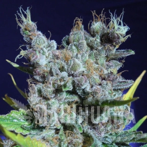 Runtz Gum - Original Sensible Seeds