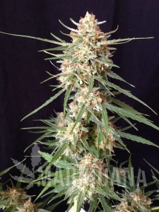 Impala 64 Haze Auto - SUMO SEEDS