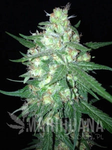 Sumos OG Kush Auto - SUMO SEEDS