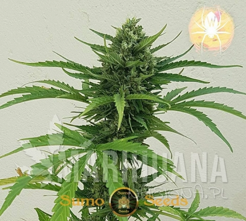 sms-white-cheese-auto.jpg